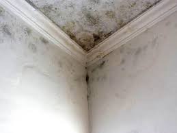 Why You Should Choose Our Mold Remediation Services in Rushford, MN