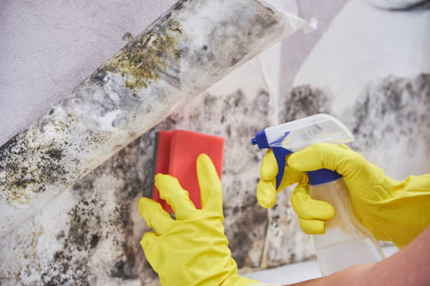 Forensic Mold Investigation in Rushford, MN